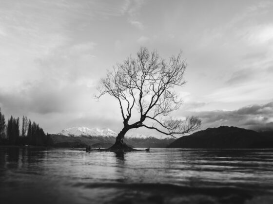 How React Determines Re-rendering Of A Component